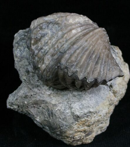 Platystrophia Brachiopod Fossil From Kentucky #5763